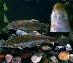 彩花穗唇䰾 彩花穗唇䰾