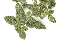 植物神經檢查 植物神經檢查