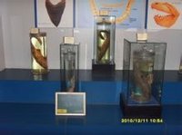 黑露脊鯨標本，國內大連博物館獨有