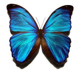 黎明閃蝶 黎明閃蝶