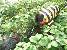西山鎮[江蘇省蘇州市吳中區西山鎮]