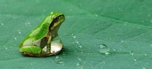 金項齒突蟾 金項齒突蟾