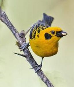 五影唐加拉雀 五影唐加拉雀