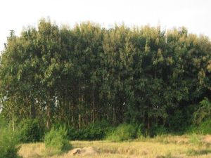 曼批自然村 曼批自然村