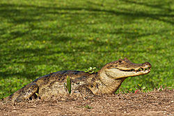 寬吻凱門鱷 寬吻凱門鱷