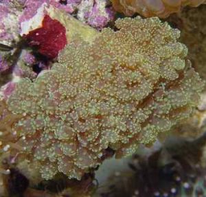 珍珠珊瑚