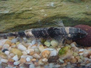 雙斑舌蝦虎魚 雙斑舌蝦虎魚