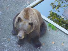 熊是伯爾尼的標誌