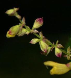 圓苞鼠尾草 圓苞鼠尾草