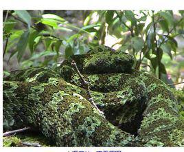 烙鐵頭蛇 烙鐵頭蛇