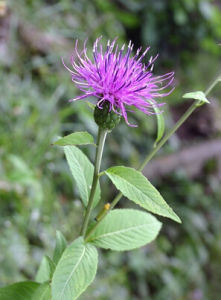 華麻花頭 華麻花頭