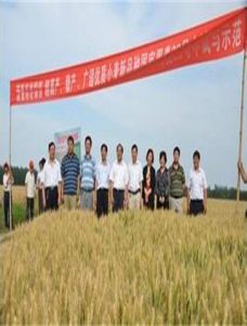 周黑麥1號 周黑麥1號