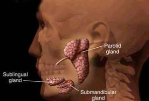 腮腺惡性腫瘤 腮腺惡性腫瘤