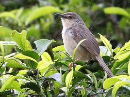 褐山鷦鶯 褐山鷦鶯