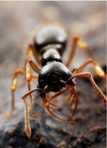 熱帶美洲蟻 熱帶美洲蟻