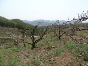 放雞山自然村 放雞山自然村