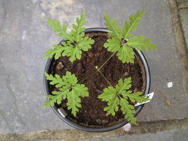 羽葉三七[羽葉三七]