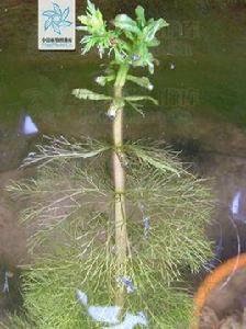 少花狸藻 少花狸藻