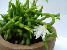 青柳[仙人掌科絲葦屬，是一種附生類仙人掌]