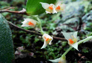 台灣石豆蘭 台灣石豆蘭