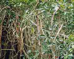 （圖）乾裂的果實