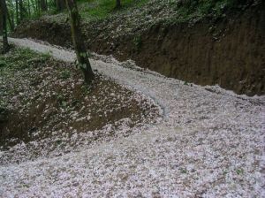 桐花——席慕容 