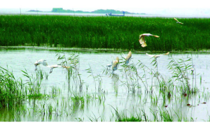 稻屯窪國家城市濕地公園