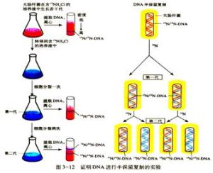 半保留複製 半保留複製