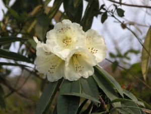 美麗的露珠杜鵑