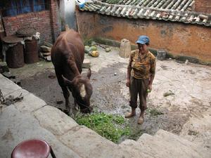 浪泥箐村發展重點-肉牛養殖