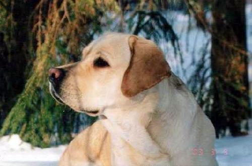 拉布拉多尋回犬 (Labrador Retriever)