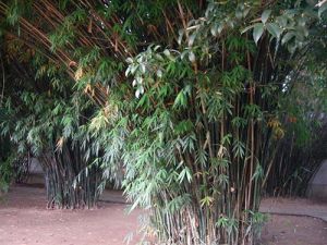 可竹軒後的竹林