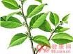 柞木葉 柞木葉