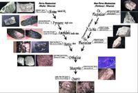 鮑文反應序列 鮑文反應序列