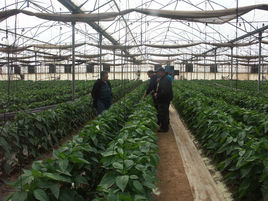 以色列的農業 以色列的農業