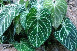 水晶花燭 水晶花燭