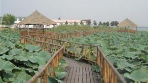 蓮花蟹園 蓮花蟹園