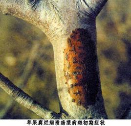 蘋果腐爛病