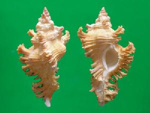 番紅花千手螺 番紅花千手螺