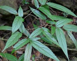 豬母柴根 豬母柴根