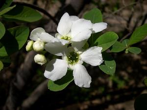 白鵑梅 白鵑梅