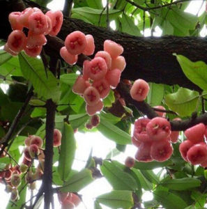 恆春蒲桃 恆春蒲桃