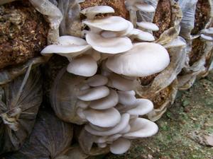 下馬自然村[雲南保山施甸縣仁和鎮勒平村委會下馬自然村]