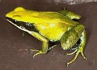 綠彩蛙