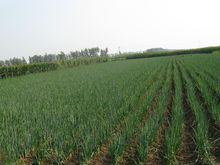 玉田縣大蔥田地