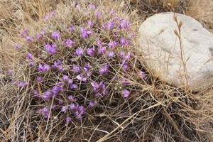 寬柄棘豆 寬柄棘豆