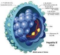乙型病毒性肝炎檢測