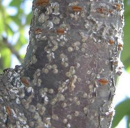 桃桑白蚧 桃桑白蚧