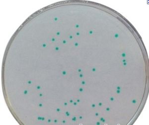 阪崎腸桿菌 阪崎腸桿菌