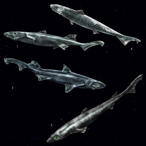 短尾烏鯊 短尾烏鯊